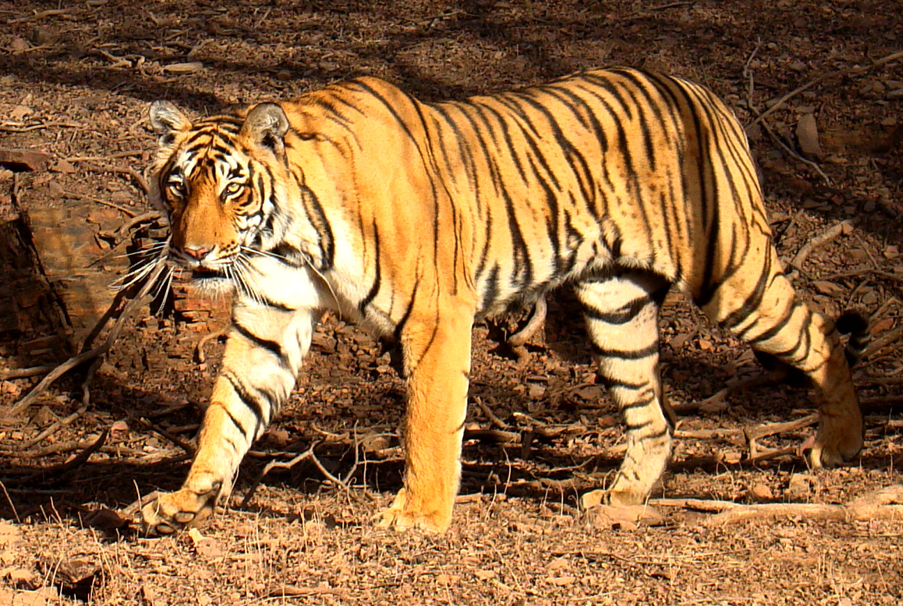 Tiger image